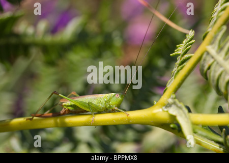 Weibliche lang-winged Conehead (Conocephalus verfärben). Stockfoto