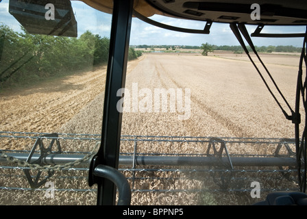 Blick aus der Kabine ein kombinieren Harvester Ernte Weizen in Essex Stockfoto