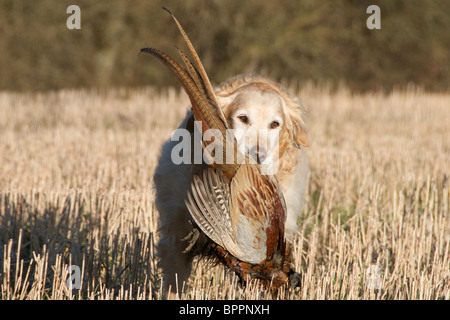 Ein Fasan schießen im Vereinigten Königreich Stockfoto