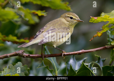 Zilpzalp (Phylloscopus Collybita) auf Eiche und Holly. Stockfoto