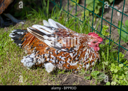 Bantam ruht im Freien im Garten. UK Stockfoto