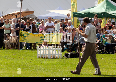 Sheepdog trial Demonstartion am Jahrmarkt mit indischen Läufer Enten Stockfoto