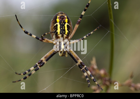 Weiblichen Wespe Spinne (Argiope Bruennichi). Godlingston Heide, Purbeck, UK. Stockfoto