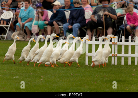 Sheepdog trial Demonstartion am Jahrmarkt mit indischen Läufer Enten Stockfoto