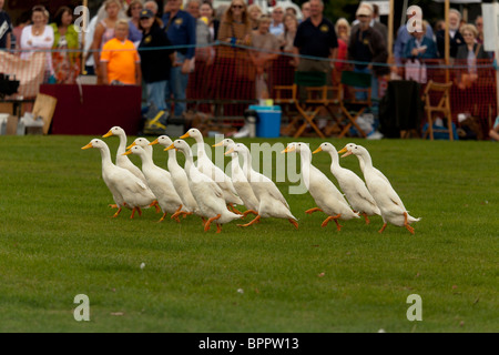 Sheepdog trial Demonstartion am Jahrmarkt mit indischen Läufer Enten Stockfoto