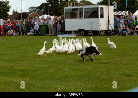 Sheepdog trial Demonstartion am Jahrmarkt mit indischen Läufer Enten Stockfoto