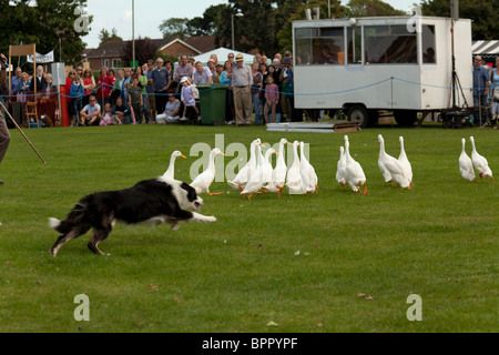 Sheepdog trial Demonstartion am Jahrmarkt mit indischen Läufer Enten Stockfoto