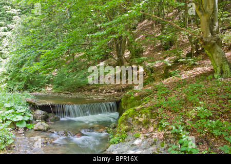 Kleiner Wasserfall am Ighiel-Fluss in Alba Grafschaft, Rumänien. Stockfoto