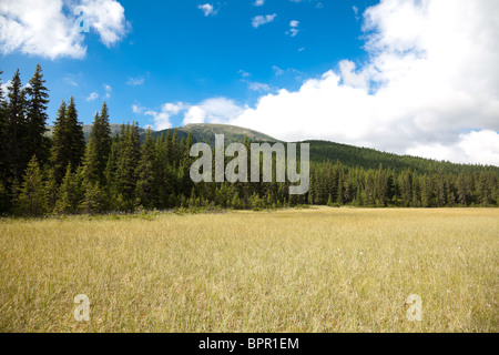 Moor im Cindrel Gebirge, Rumänien. Stockfoto