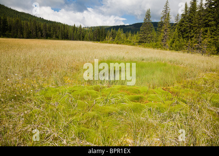 Moor im Cindrel Gebirge, Rumänien. Stockfoto