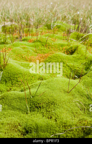 Moor im Cindrel Gebirge, Rumänien. Stockfoto