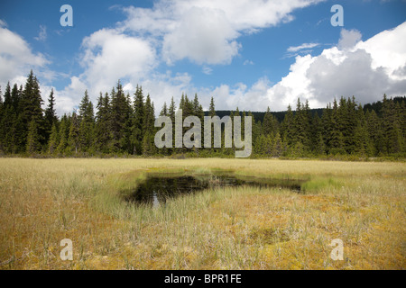 Moor im Cindrel Gebirge, Rumänien. Stockfoto