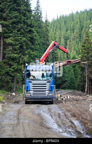 LKW-Verladung von Holz im Wald, Rumänien. Stockfoto