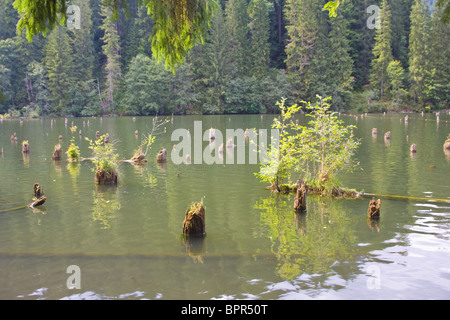 Baumstümpfe, die sich aus dem Wasser bei Red Lake in Rumänien Stockfoto