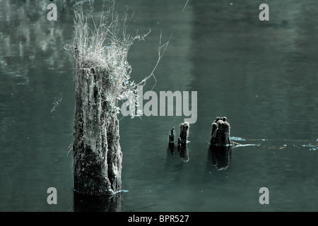 Baumstümpfe, die sich aus dem Wasser bei Red Lake in Rumänien Stockfoto