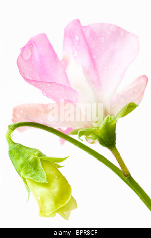 Duftende Platterbse, Lathyrus man, "Geranium Pink" in Blüte Stockfoto