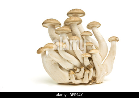 Abstrakte Büschel von Braun Buche Pilze (Buna Shimeji) isoliert auf weiss. Stockfoto