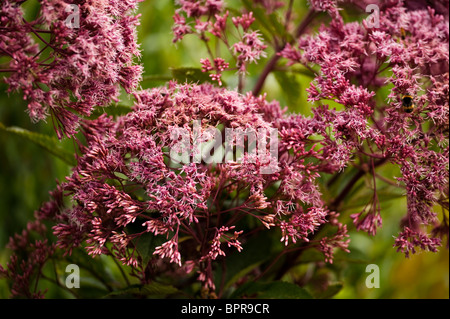 Eupatorium Purpureum Subsp Maculatum 'Atropurpureum', Joe Pye Weed, in Blüte im August Stockfoto