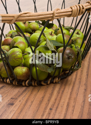 Wilde Holzäpfel in Korb nach der Ernte aus der Hecke. Stockfoto