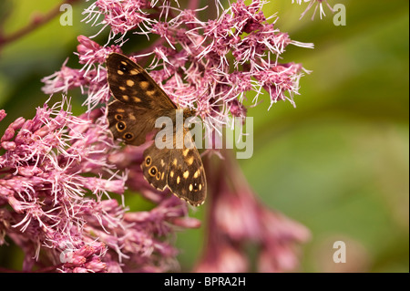 Gesprenkelte Holz Schmetterling, Pararge Aegeria, auf Eupatorium Purpureum Subsp Maculatum 'Atropurpureum' Stockfoto