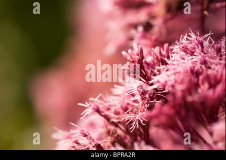 Eupatorium Purpureum Subsp Maculatum 'Atropurpureum', Joe Pye Weed, in Blüte im August Stockfoto