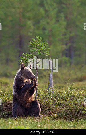 Europäischer Braunbär (Ursos Arctos) am Rande des borealen Wald in der Dämmerung. Finnland.