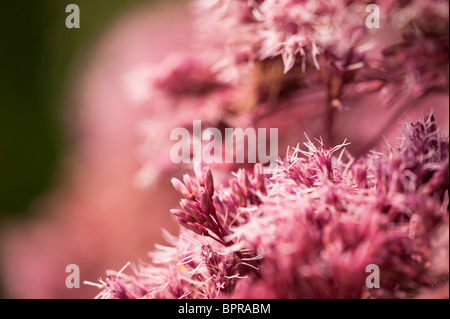 Eupatorium Purpureum Subsp Maculatum 'Atropurpureum', Joe Pye Weed, in Blüte im August Stockfoto