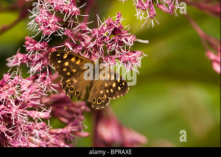 Gesprenkelte Holz Schmetterling, Pararge Aegeria, auf Eupatorium Purpureum Subsp Maculatum 'Atropurpureum' Stockfoto