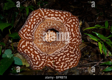 Rafflesia in Blüte, Rafflesia Pricei Tambunan Waldreservat, Sabah, Borneo. Stockfoto