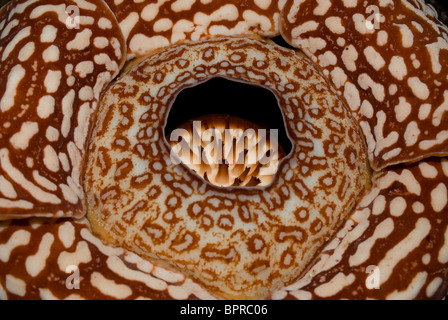 Rafflesia in Blüte, Rafflesia Pricei Tambunan Waldreservat, Sabah, Borneo. Stockfoto