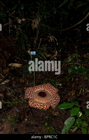 Rafflesia in Blüte, Rafflesia Pricei Tambunan Waldreservat, Sabah, Borneo. Stockfoto