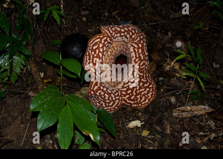 Rafflesia in Blüte, Rafflesia Pricei Tambunan Waldreservat, Sabah, Borneo. Stockfoto