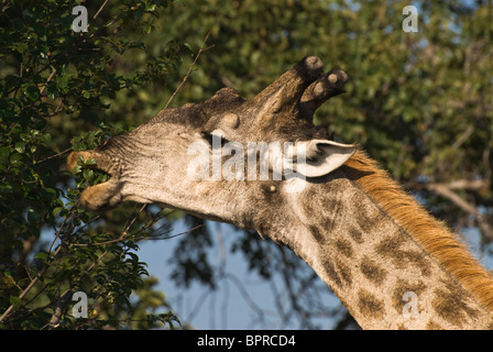 Erwachsene männliche angolanischen Giraffe (Giraffa Plancius Angolensis) Surfen in Nahaufnahme im Mosi-Oa-Tunya-Nationalpark, Sambia Stockfoto