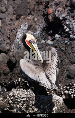 Brauner Pelikan (Pelecanus Occidentalis) auf Isla Pitahaya, Sea of Cortez, Baja California, Mexiko. Stockfoto