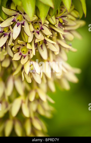 Eucomis bicolor, Ananas Lily in Blüte Stockfoto