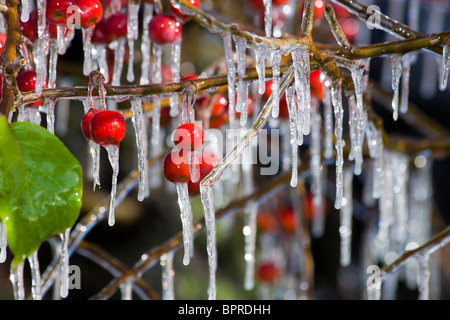 Wasser hat auf einem Ast eines Apfelbaums eingefroren und Eiszapfen erwiesen. Den ersten Nachtfrösten im Herbst Stockfoto