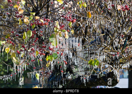 Wasser hat auf einem Ast eines Apfelbaums eingefroren und Eiszapfen erwiesen. Den ersten Nachtfrösten im Herbst Stockfoto
