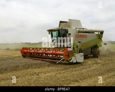 CLAAS Lexion 480 Mähdrescher beim Ernten von Weizen in einem Feld von Norfolk an einem hellen Tag im August Stockfoto