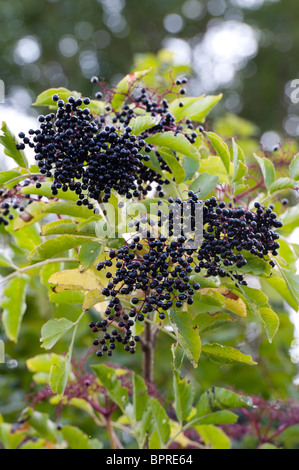 Sambucus Nigra. Holunder Frucht auf einem Baum Stockfoto