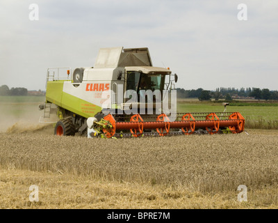 CLAAS Lexion 480 Mähdrescher beim Ernten von Weizen in einem Feld von Norfolk an einem hellen Tag im August Stockfoto
