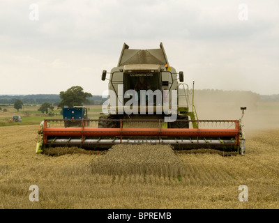 CLAAS Lexion 480 Mähdrescher beim Ernten von Weizen in einem Feld von Norfolk an einem hellen Tag im August Stockfoto