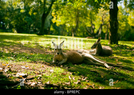 Australische Kängurus entspannend auf dem Rasen unter Baum Stockfoto