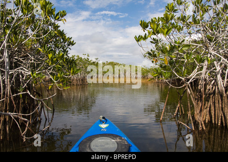 Kajak fahren durch rote Mangroven (Rhizophora Mangle) im Everglades-Nationalpark, Florida. Stockfoto