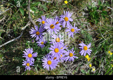 Alpen-Aster (Aster Alpinus L. Subspecies Cebennensis) - endemisch auf den Causses - Cevennen - Frankreich Stockfoto