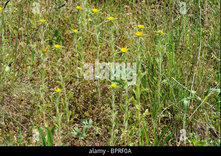 Stachelige Hahnenfußgewächse - stacheligen Berufkraut - stacheligen goldene Sterne (Pallenis Spinosa - Asteriscus Spinosus) blühen im Sommer Stockfoto