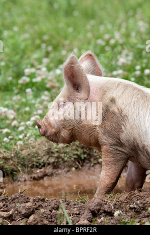 Ferkel; Weisses Kreuz Mitte; wälzen Stockfoto