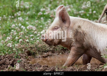 Ferkel; Weisses Kreuz Mitte; wälzen Stockfoto