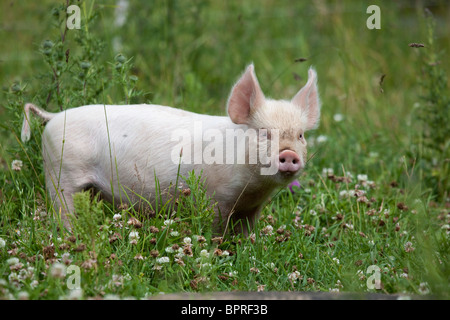 Ferkel; Weisses Kreuz Mitte; Stockfoto