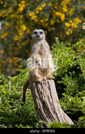 Erdmännchen (Suricata Suricatta) sitzt auf einem Baumstumpf. Stockfoto