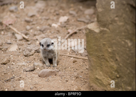 Sehr junge Erdmännchen Pup (Suricata Suricatta) auf dem Boden saßen. Stockfoto